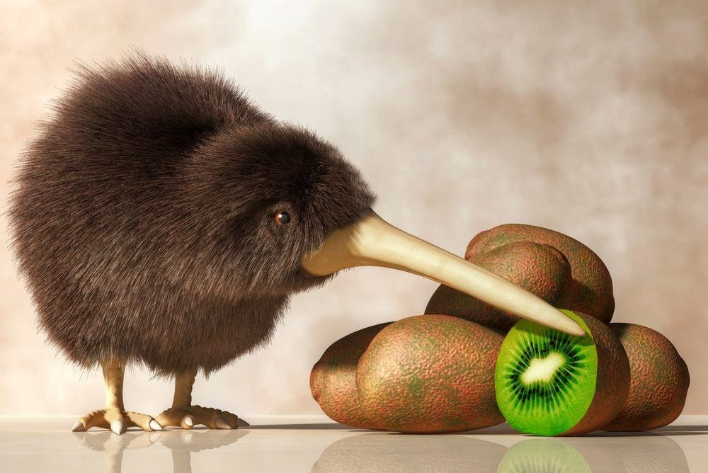 Kiwi take 2